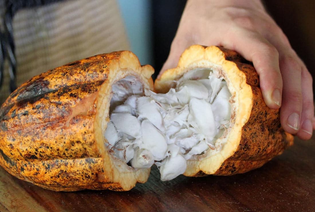 Raw Criollo Cacao: the raw revolution, the energy of Criollo, the ingenuity of a rare paste