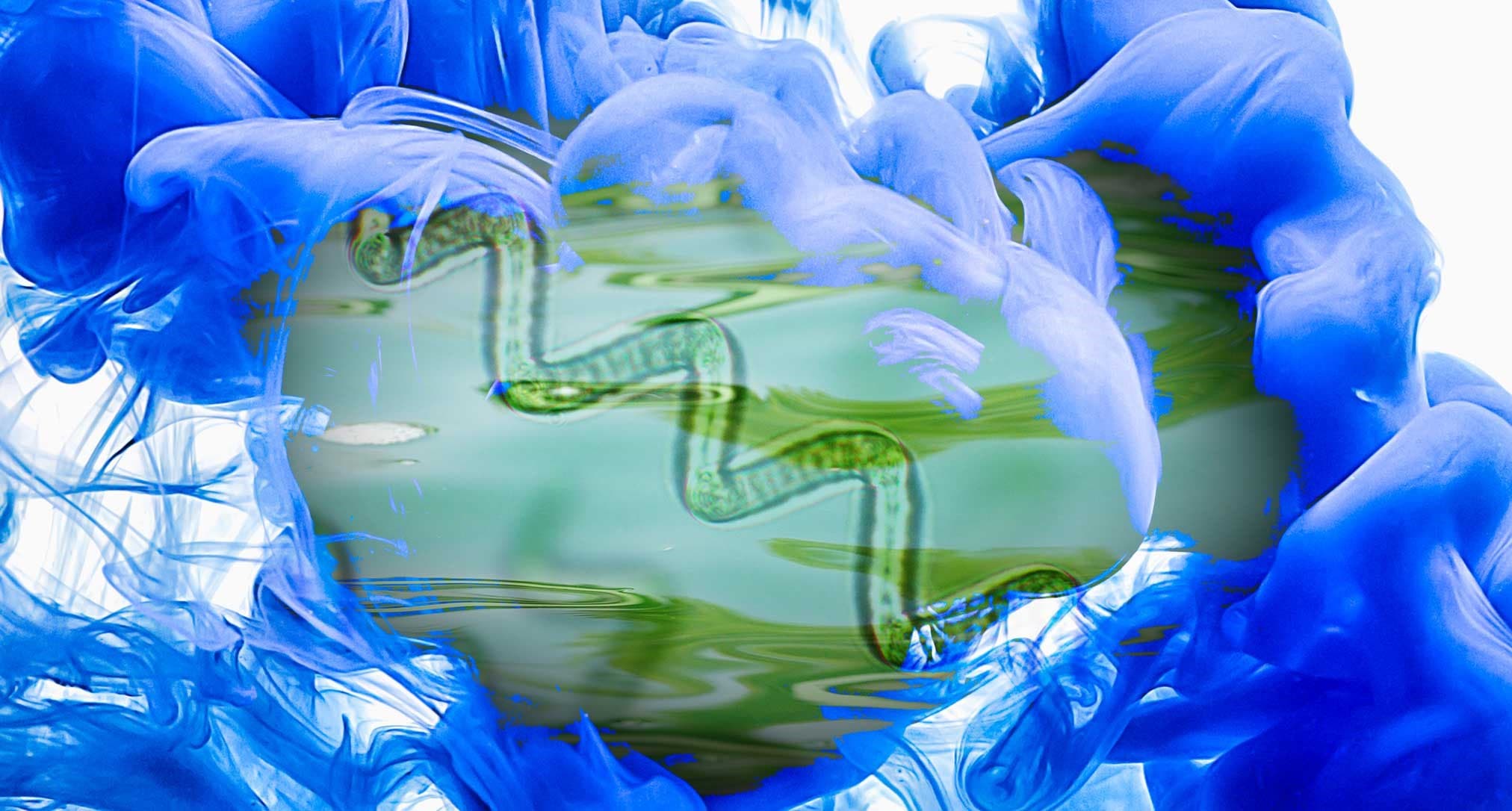 Spiruline & Phycocyanine : 3,5 milliards d'années de lumière, la reine des protéines, et comment reconnaître la vraie