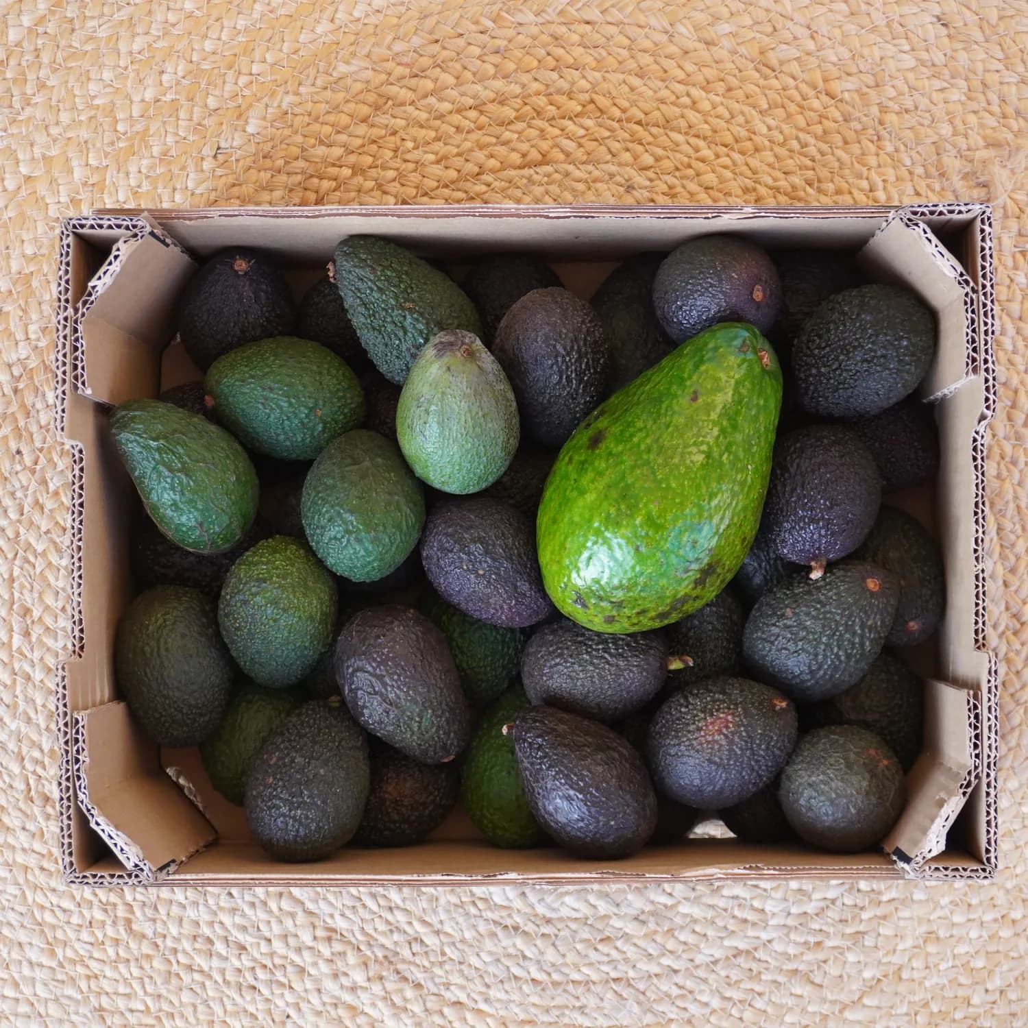 Gourmet avocados in a crate