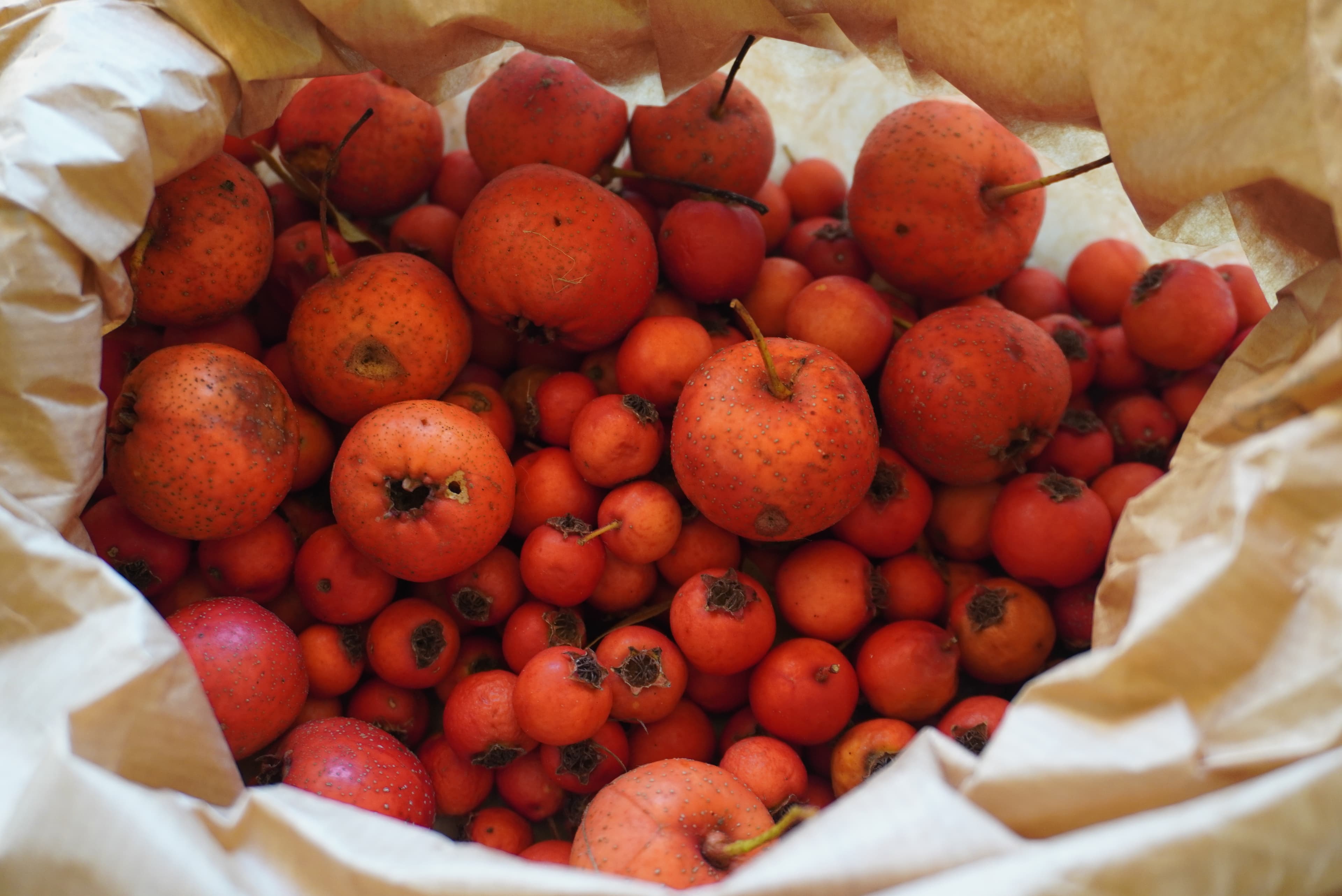 Sourcing fruits d'exception