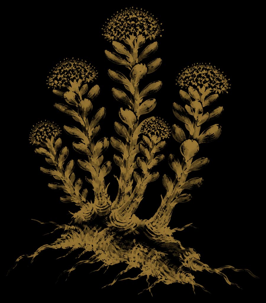 Dessin à l'encre d'une rhodiola, en or sur bleu nuit